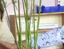 Papyrus-Pflanze