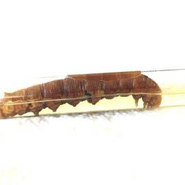 PL Insekten PL Insekten