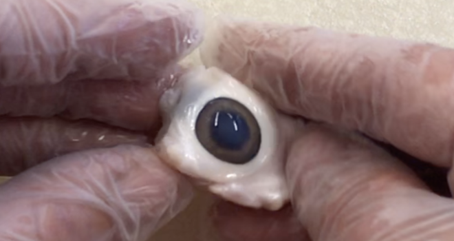 Augen sezieren im NT-Unterricht Augen sezieren im NT-Unterricht